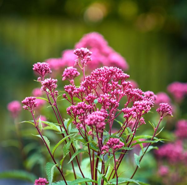 Fläckflockel, pluggplanta